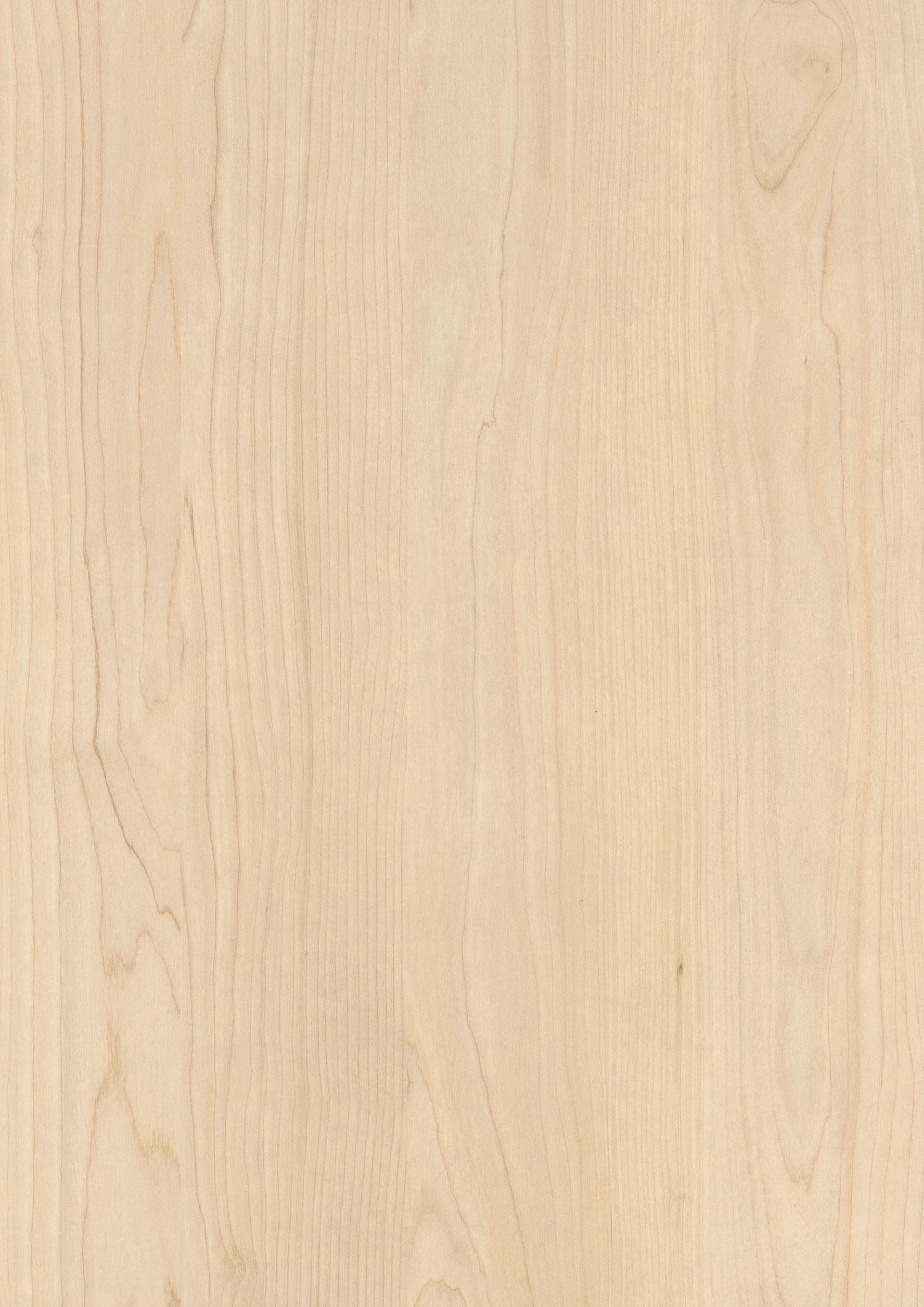 Sand Birch