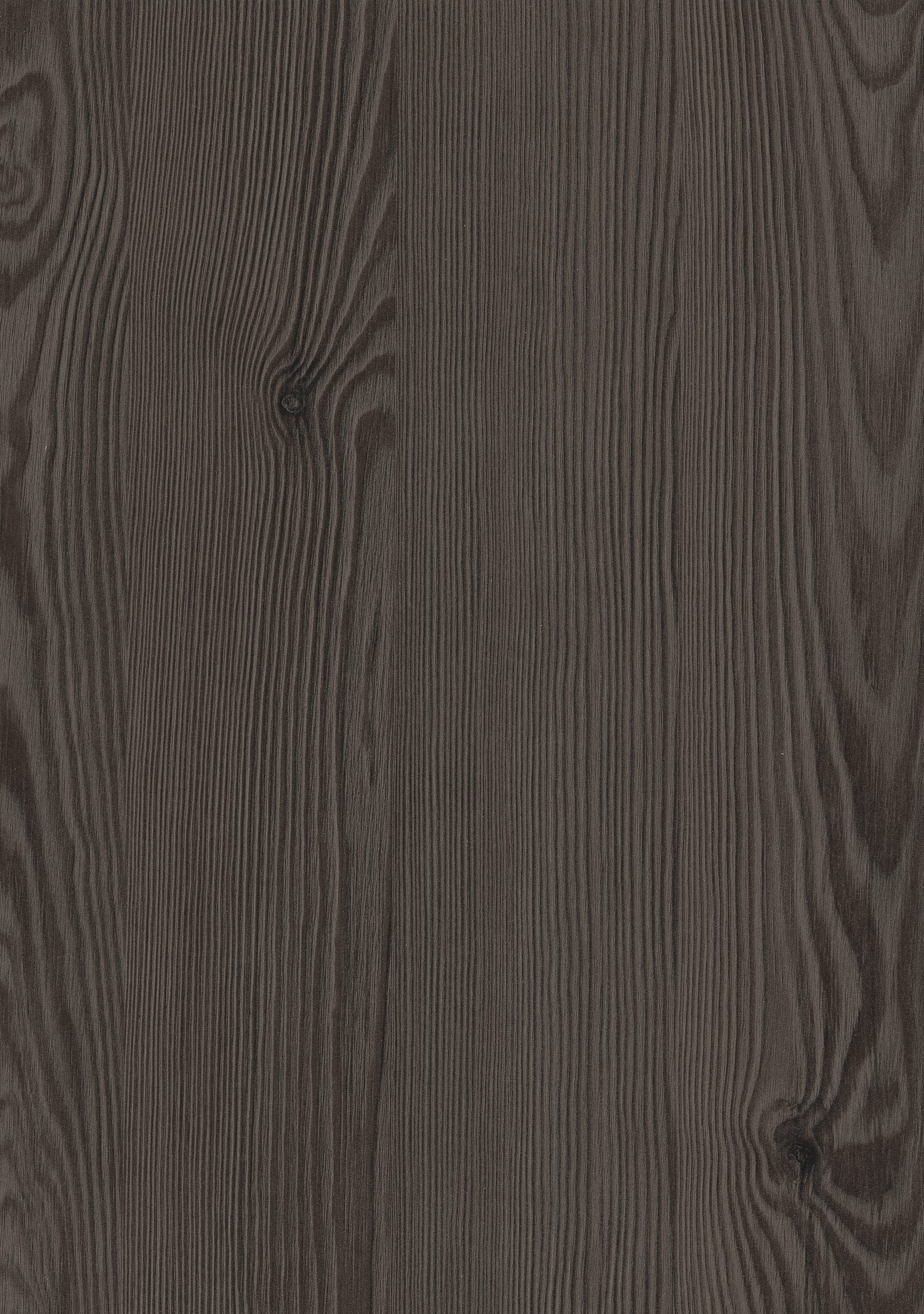 Anthracite Mountain Larch