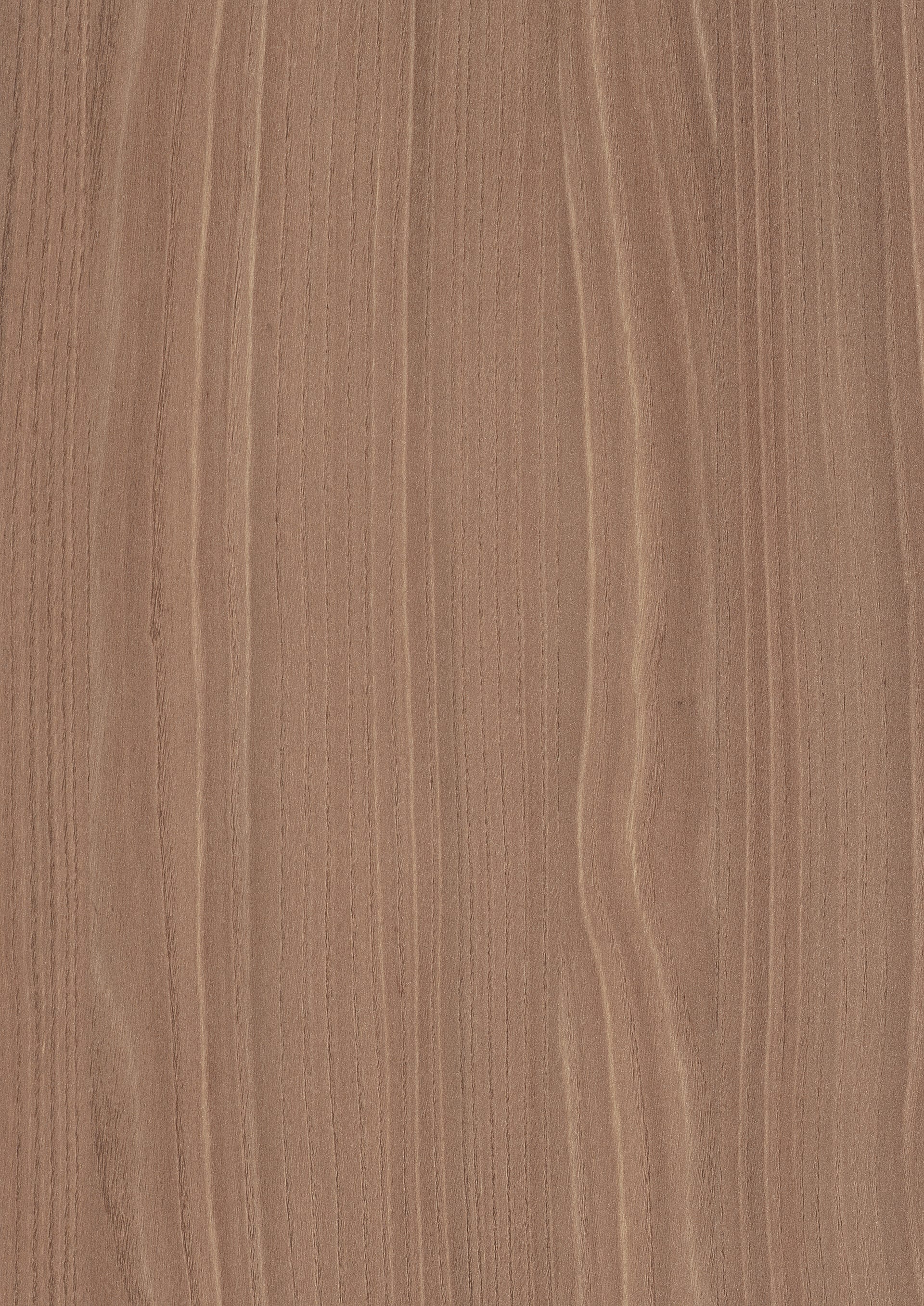 Natural Bolivar Wood